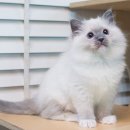 블루문 캐터리 이미지