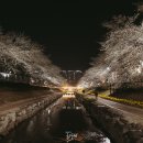 신복공원 | 2026 울산 남구 궁거랑 벚꽃 개화 시기 &amp; 축제 완벽 정리 | 지금 바로 가야 해요! 3월 28일 개화상태