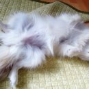 둥이 이미지