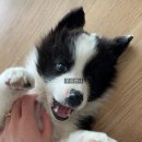 멍멍상회 이미지