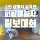 퍼피야놀자 네이버블로그