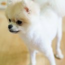 퍼피맘마 이미지