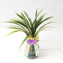 일향(一香) 이미지