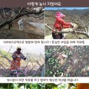 달콤하고 맛있는 조황 황도 50% 맛보기 이벤트 이미지