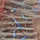 여주-0091 이미지