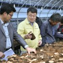 장수버섯 이미지