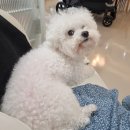 VIP 반려동물 암센터 이미지