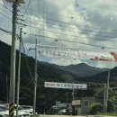 원주 용수골 꽃양귀비 축제 개화 상태, 방문 후기 및 팁