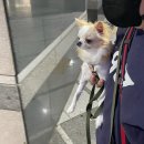 스마트동물병원 성북길음점 | 성북 길음 스마트동물병원 강아지건강검진 비용은?