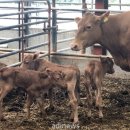 쌍둥이축산2 이미지