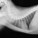 워너비 동물병원 이미지