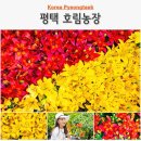 호림농장 | 평택 여행 나리백합 생화 농장직송 택배 판매 호림농장