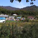 한밤실마을 Daum카페