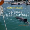 안목낚시 | 강릉 안목해변 돌고래 '안목이' 직관후기, 아이랑 요트선착장에서 만난 특별한 힐링스토