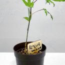 황칠나무집 이미지