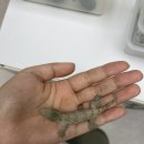 마더렙타일