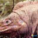 이구아나 이미지