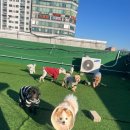 멍머니 2호점 이미지