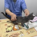 구피동물병원 이미지