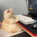 부라보PC 이미지