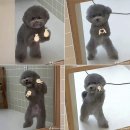 포고하노이 이미지