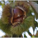 호랑이농장 이미지