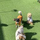 코모네펫하우스 이미지