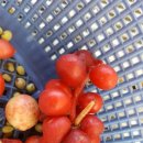 음지농장 이미지