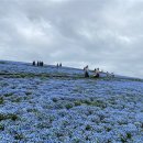 이바라키(茨城県) 지금시즌 여행추천 이미지