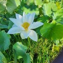 연꽃이야기 이미지