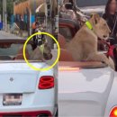 오픈카서비스 이미지