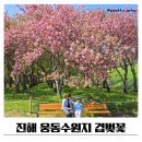 씨유진해웅동점 | 진해 웅동수원지 겹벚꽃 실시간 방문후기