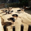 염소사육소 이미지