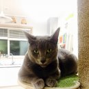 강아지&고양이 마을 이미지