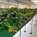 스마트농장 이미지