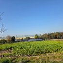 화성농장 | [화성]와우숲속농장 무뽑기 견학 후기