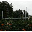 삼백농장 이미지