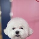 더 도그맘 네이버블로그
