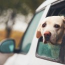 연희동물병원 이미지