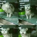 자이동물병원 이미지