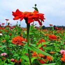 드림파크 이미지