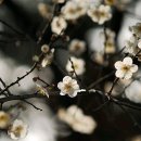 걸포중앙공원 이미지