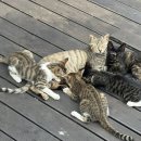 까사디마레 이미지