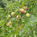 호준농장2 이미지