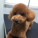 샵댕댕댕 이미지