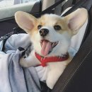 강아지 친구 이미지