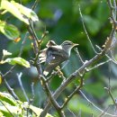 소청도의 되솔새(pale-legged willow warbler) 이미지