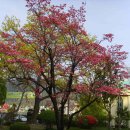 정품 붉은꽃미산딸나무 이미지