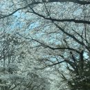 호암 | 용인 호암미술관 벚꽃 만개 실시간 26.04.12 ㅣ 호암카페 후기까지