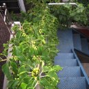 머루다래 이미지